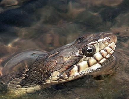 plainbelly-water-snake