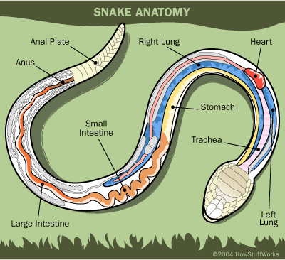 snake-anatomy